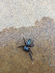 Metaphidippus perfectus