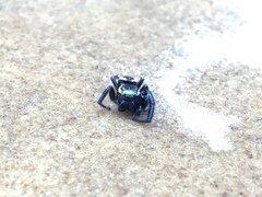 Metaphidippus perfectus