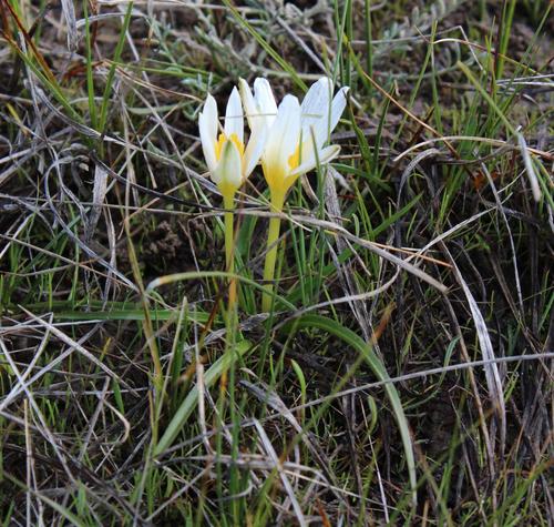 Cape waterstar (Pauridia alticola)