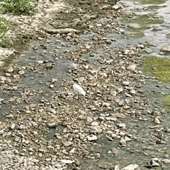 Egretta garzetta