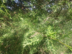 Juniperus virginiana