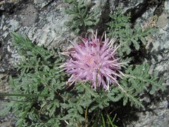 Jurinea filicifolia