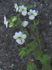 Nemesia acornis