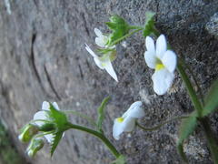Nemesia acornis