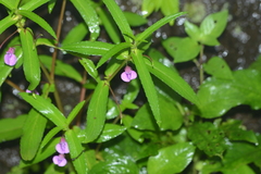 Impatiens tomentosa