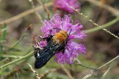 Campsomeriella