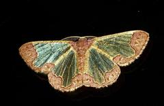 Zamarada transvisaria