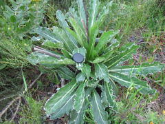 Lichtensteinia trifida