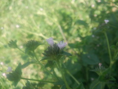 Elephantopus carolinianus