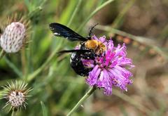 Campsomeriella