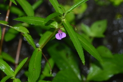 Impatiens tomentosa