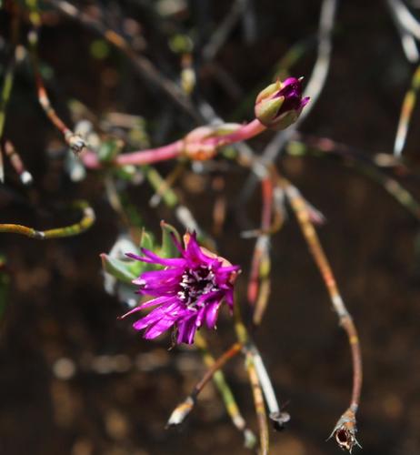 Antimima emarcescens
