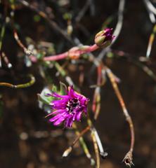 Antimima emarcescens