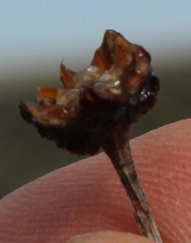 Antimima emarcescens