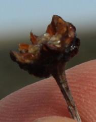 Antimima emarcescens