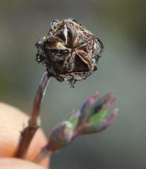 Antimima emarcescens