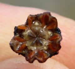 Antimima emarcescens