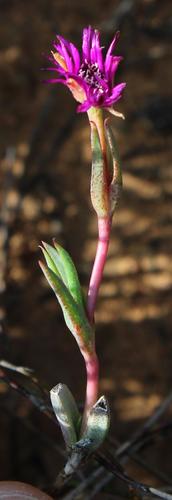 Antimima emarcescens