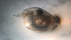 Simocephalus exspinosus