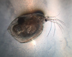 Simocephalus exspinosus