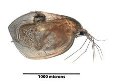 Simocephalus exspinosus