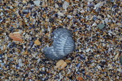 Acanthocardia tuberculata