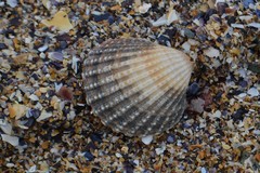 Acanthocardia tuberculata