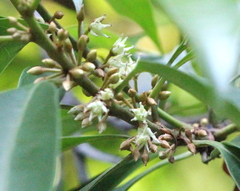 Sideroxylon wightianum