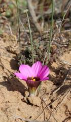 Romulea atrandra atrandra