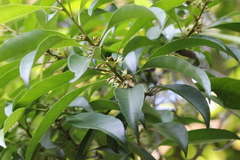 Sideroxylon wightianum