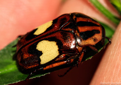Pedinorrhina trivittata