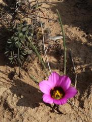 Romulea atrandra atrandra