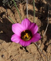 Romulea atrandra atrandra