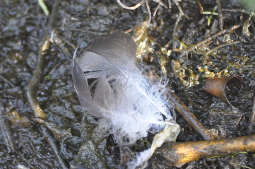 Plume de Cygne noir