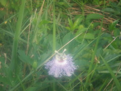 Passiflora incarnata