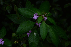 Impatiens pulcherrima