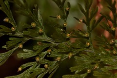 Abrodictyum caudatum