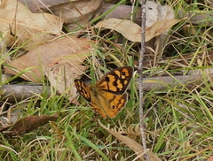 Heteronympha penelope