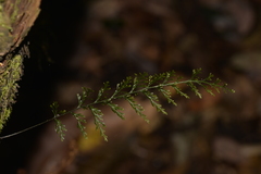 Abrodictyum caudatum