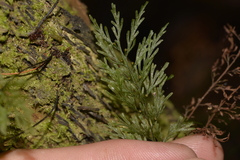 Abrodictyum caudatum