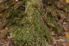 Abrodictyum caudatum