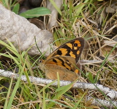 Heteronympha penelope