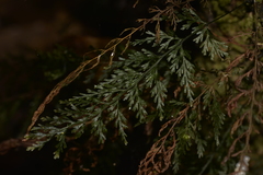 Abrodictyum caudatum