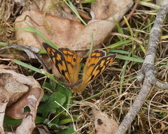 Heteronympha penelope