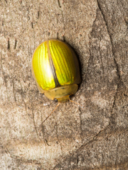 Paropsisterna hectica