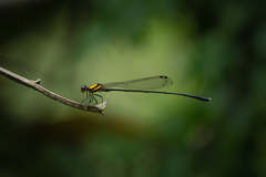 Prodasineura croconota