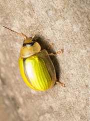 Paropsisterna hectica