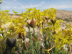 Lasiosiphon pedunculatus