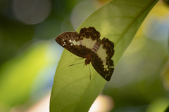 Gerosis phisara