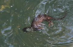 Hydrictis maculicollis